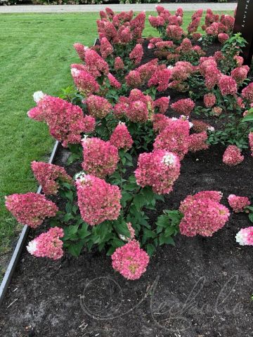 Гортензия метельчатая &quot;Strawberry  Blossom&quot; (Hydrangea paniculata &quot;Strawberry  Blossom&quot;)