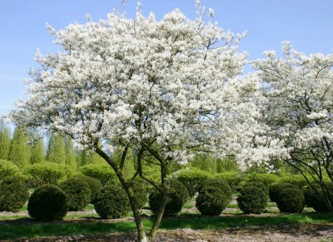 Ирга канадская &quot;Lamarckii&quot; (Amelanchier Lamarckii)