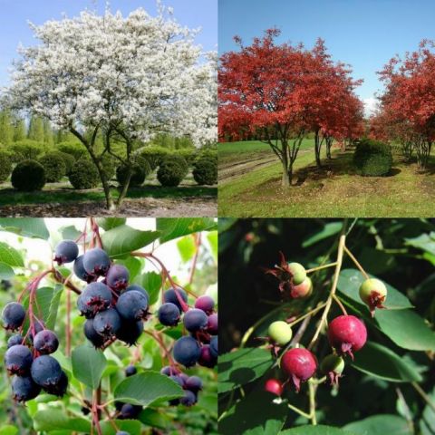 Ирга канадская &quot;Lamarckii&quot; (Amelanchier Lamarckii)