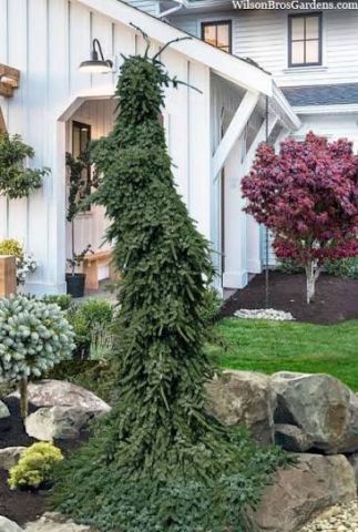 Ель сербская  "Pendula Bruns" (Picea omorica Pendula Bruns)