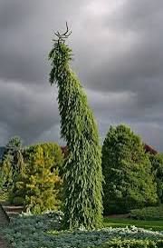 Ель сербская  "Pendula Bruns" (Picea omorica Pendula Bruns)