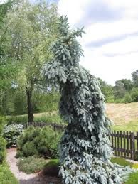 Ель колючая Глаука Пендула (Picea pungens Glauca Pendula)