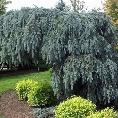 Ель колючая Глаука Пендула (Picea pungens Glauca Pendula)