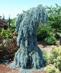 Ель колючая Глаука Пендула (Picea pungens Glauca Pendula)