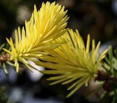 Ель колючая  Maigold (Picea pungens Maigold)