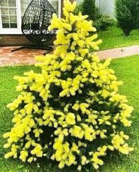 Ель колючая  Maigold (Picea pungens Maigold)