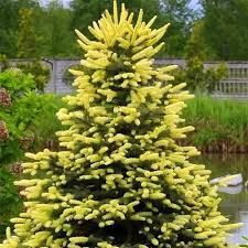 Ель колючая  Maigold (Picea pungens Maigold)