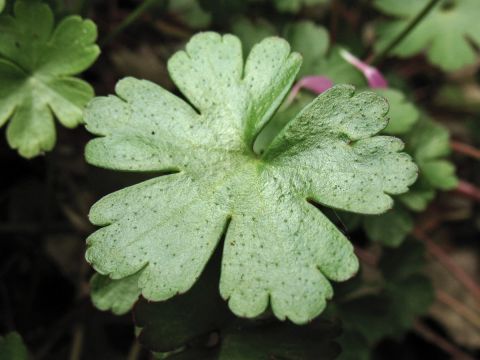 Герань люцидиум (Geranium lucidum)