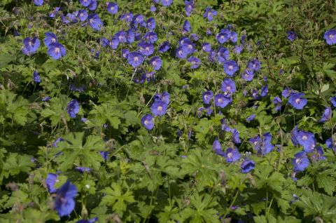 Герань гималайская (Geranium himalayense Baby Blue)