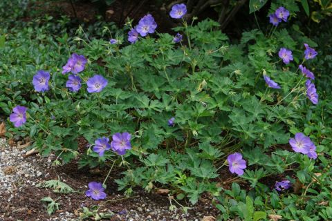 Герань гималайская (Geranium himalayense Baby Blue)