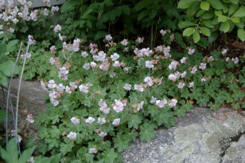 Герань кантабриджийская (Geranium cantabrigiense Saint Ola)