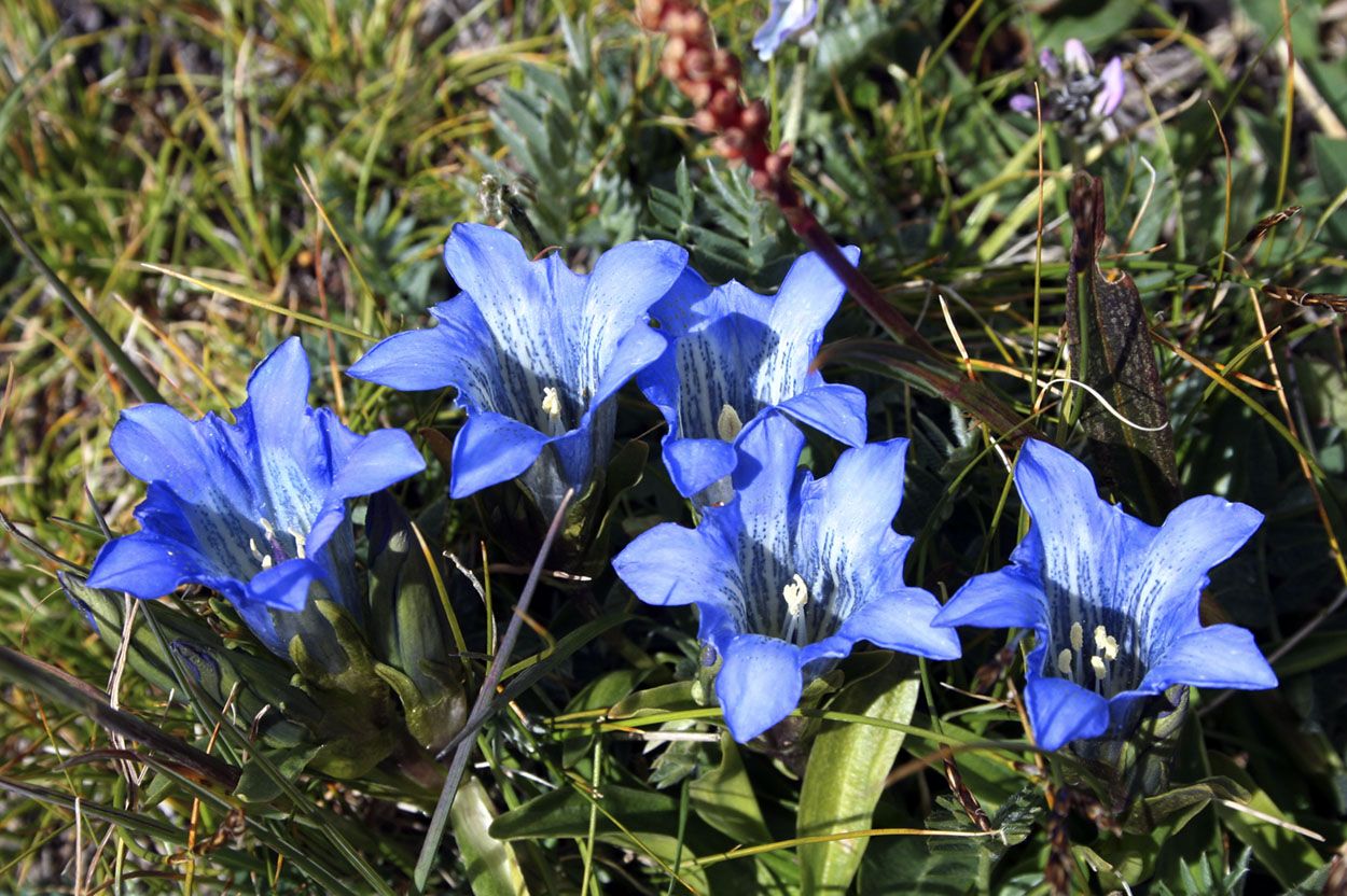 Горечавка альпийская (Gentiana alpina)