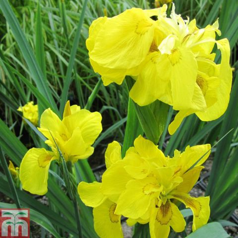 Ирис болотный  (Iris pseudacorus Flore Plena)