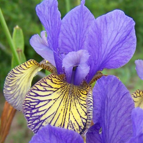 Ирис сибирский (Iris sibirica Blue King)