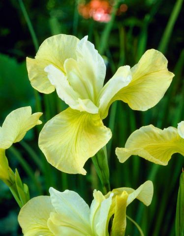 Ирис сибирский (Iris sibirica Butter and Sugar)