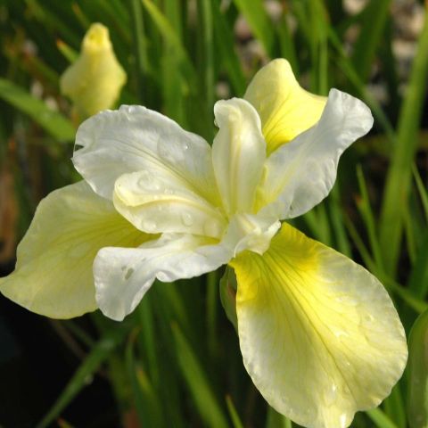 Ирис сибирский (Iris sibirica Butter and Sugar)