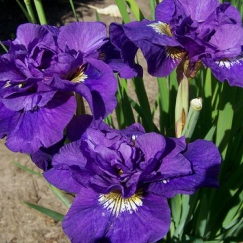 Ирис сибирский (Iris sibirica Concord Crush)