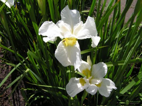 Ирис сибирский (Iris sibirica Gulls Wing)