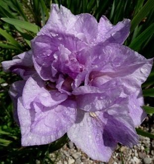 Ирис болотный  (Iris pseudacorus Imperial Opal)