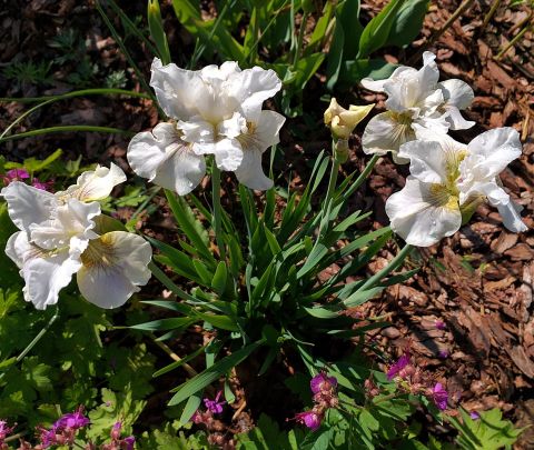 Ирис сибирский (Iris sibirica Snow Queen)
