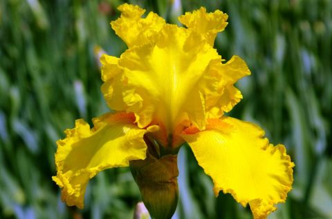 Ирис болотный  (Iris pseudacorus Flore Plena)